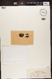 Rinodina conradii image