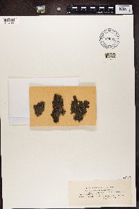 Aspicilia melanaspis image