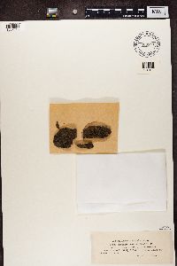 Ionaspis lacustris image