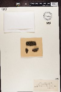 Media resource of Lecania aipospila