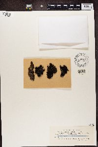 Gyrophora cylindrica image
