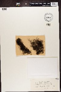 Bryoria chalybeiformis image