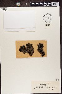 Platismatia glauca image