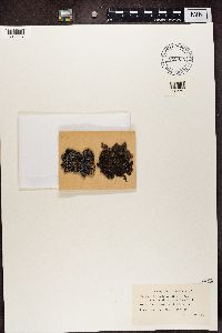 Parmelia saxatilis image