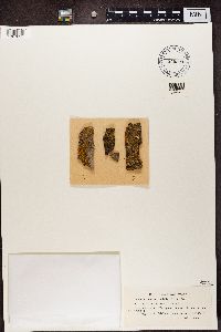 Xanthoria fallax image