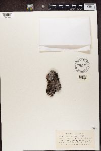 Physconia muscigena image