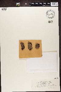 Physconia grisea image