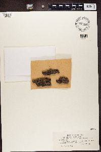 Phaeophyscia nigricans image