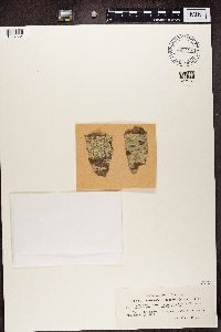 Pertusaria carneopallida image