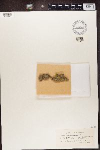 Calicium adspersum image