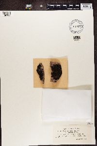 Protoparmelia badia image