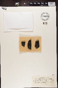 Rhizocarpon geminatum image