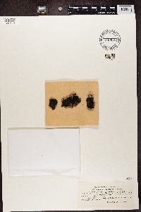 Collema nigrescens image