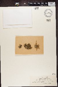 Ramalina pollinaria image