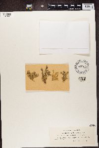 Ramalina pollinaria image