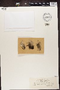 Cladonia fimbriata image