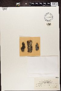 Lecidea glomerulosa image