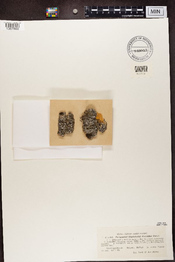 Pertusaria discoidea image