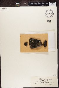 Scoliciosporum umbrinum image