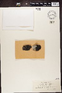 Rhizocarpon reductum image