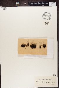 Cladonia acuminata image