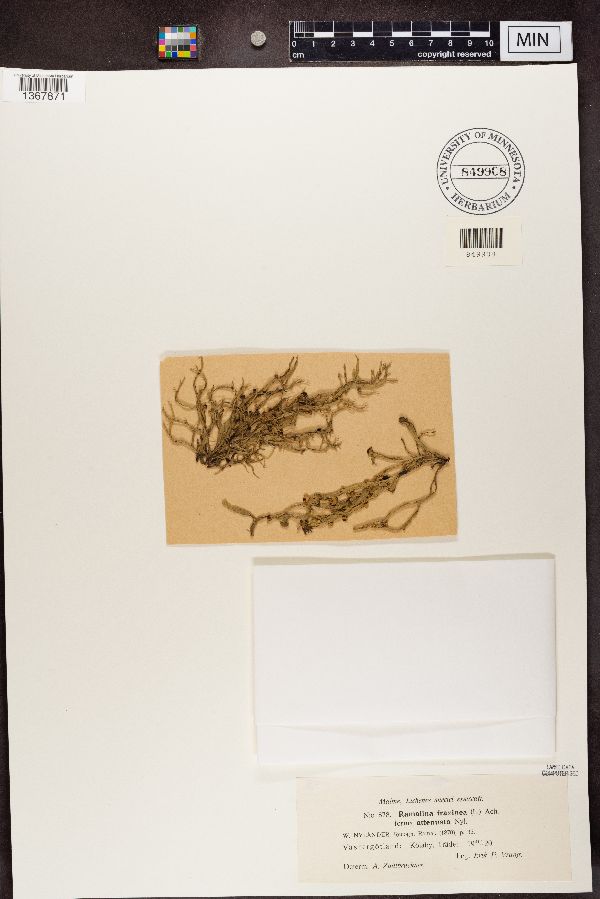 Ramalina fraxinea image