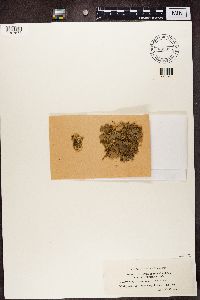 Peltigera membranacea image