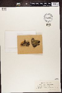 Phaeophyscia orbicularis image