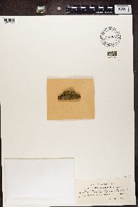 Candelaria concolor image