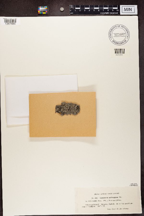 Lecanora subrugosa image