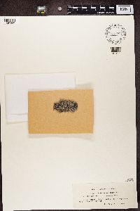 Media resource of Lecanora subrugosa