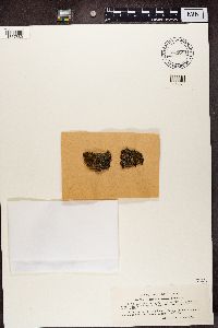 Bacidia bagliettoana image