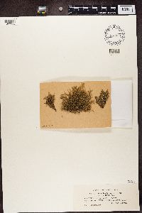 Ramalina farinacea image