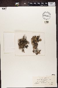 Pseudevernia furfuracea image