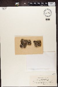 Cladonia subcariosa image