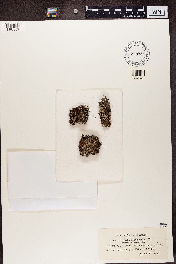 Cladonia image
