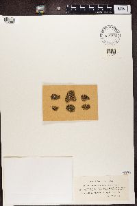 Protoparmeliopsis muralis image