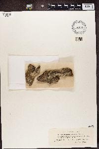 Pertusaria globulifera image