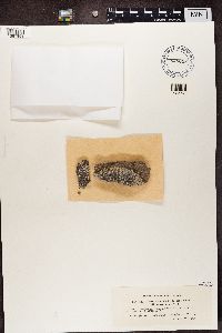 Protoparmeliopsis muralis image