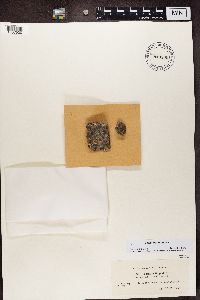 Myriolecis hagenii image