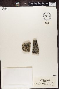 Lecidea auriculata image