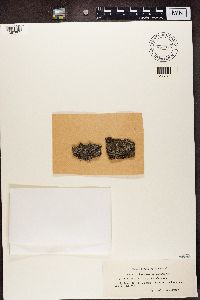 Lecanora subrugosa image