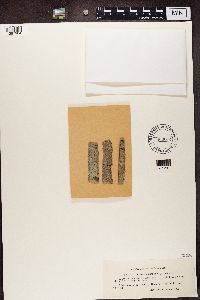 Lecanora carpinea image