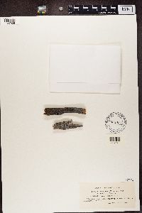 Lecanora effusa var. ravida image