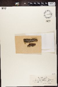 Bacidia circumspecta image