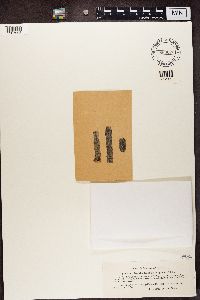 Lecania naegelii image