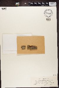 Lecanactis abietina image