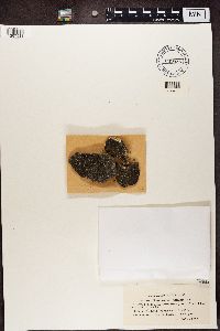 Stereocaulon pileatum image