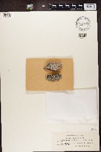 Lecidea speirea image