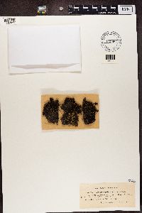 Leptogium palmatum image